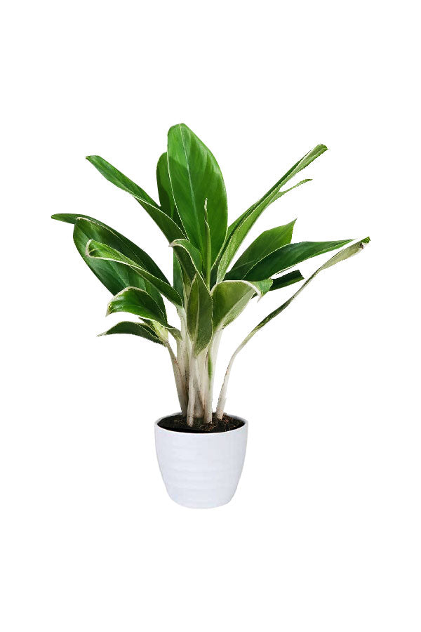 Aglaonema White Lime – Indoor plant with lime green variegated foliage in UAE