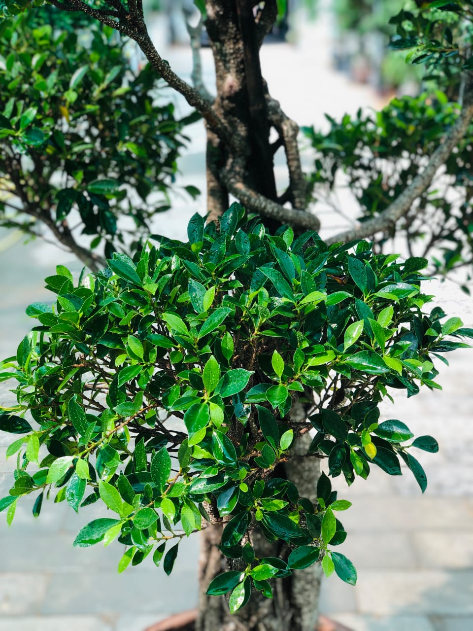Indian Laurel Fig - Ficus Nitida - Plantsworld.ae