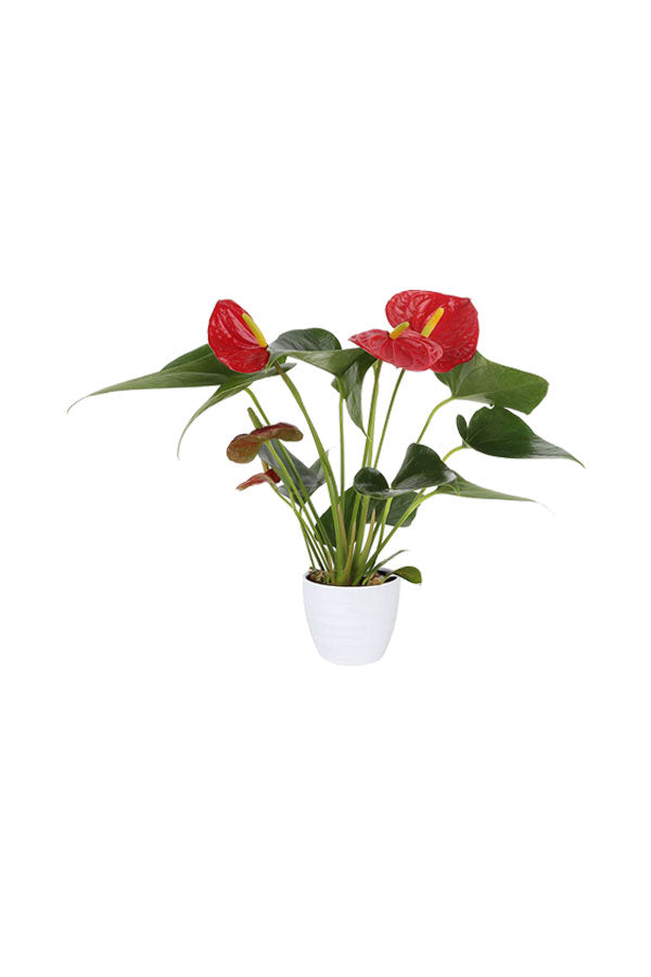 Platinum Office Combo Package - Plantsworld.ae