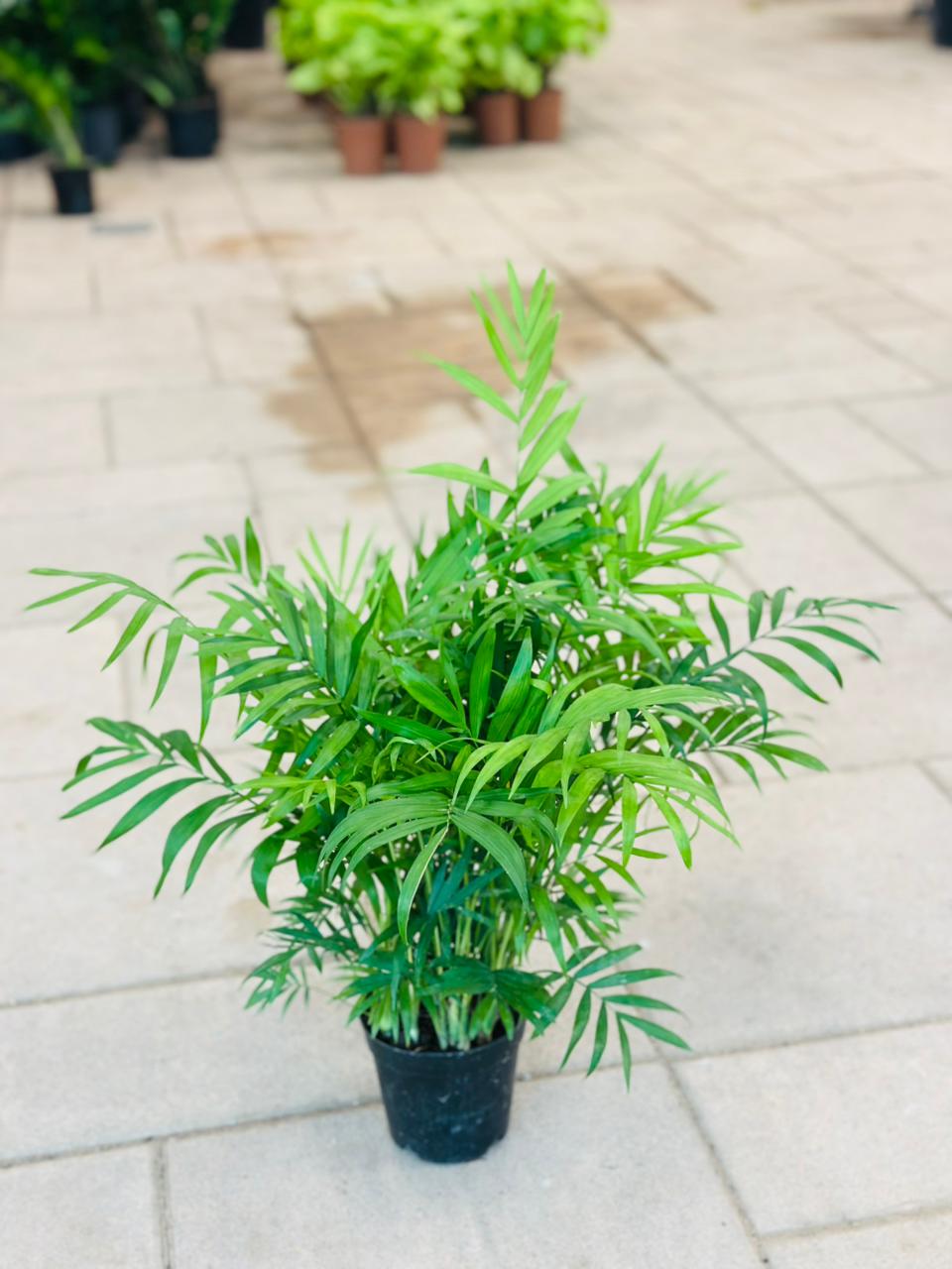 Bamboo Palm - Chamaedorea Elegans - Bushy - Plantsworld.ae