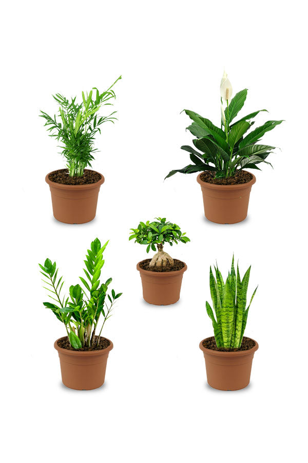 Basic Plant Combo - Mixed Species - Plantsworld.ae