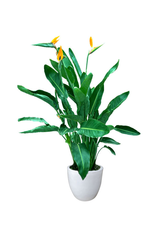 Bird Of Paradise - Strelitzia Reginae - Plantsworld.ae