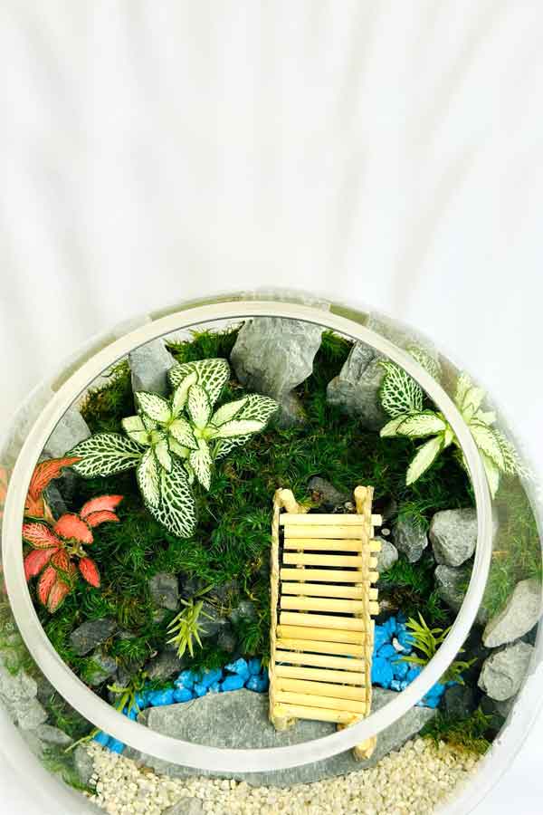 Botanic Beauty Terrarium - Plantsworld.ae