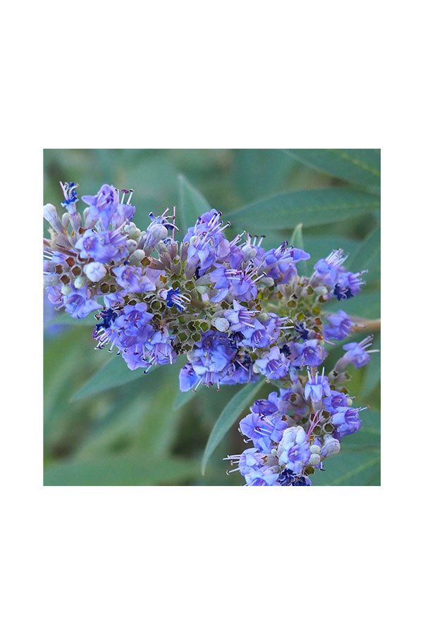 Chaste Tree - Vitex Agnus - Plantsworld.ae