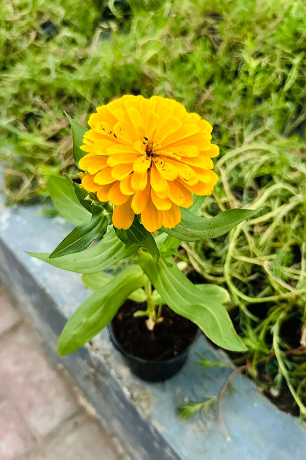 Common Zinnia - Zinnia Elegans - Plantsworld.ae