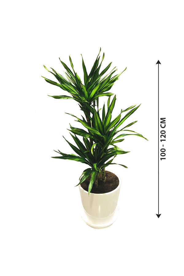 Corn Plant - Dracaena Fragans Rikki - Plantsworld.ae