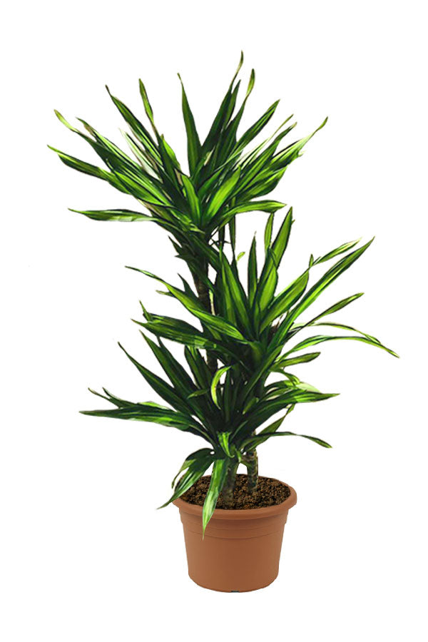 Corn Plant - Dracaena Fragans Rikki - Plantsworld.ae
