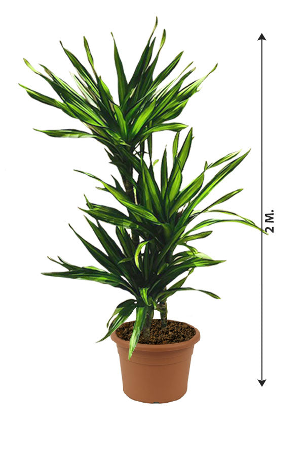 Corn Plant - Dracaena Fragans Rikki - Plantsworld.ae