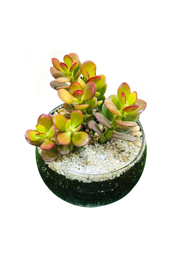 Crassula Ovata Hummel Sunset Succulent in Glass Bowl - Terrarium for home decor