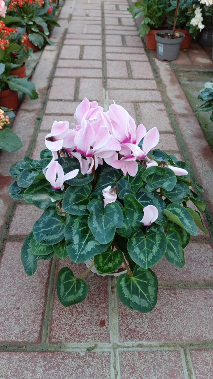 Cyclamen Swinebread - Outdoor Seasonal Flowering - Plantsworld.ae