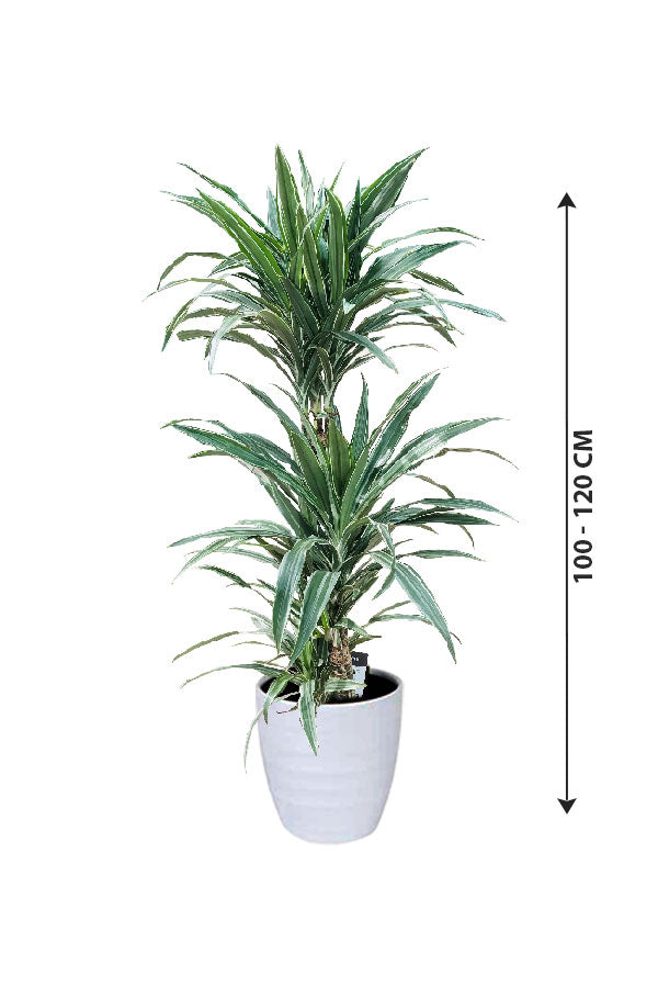 Dracaena Warneckii - Striped Dracaenas - Plantsworld.ae