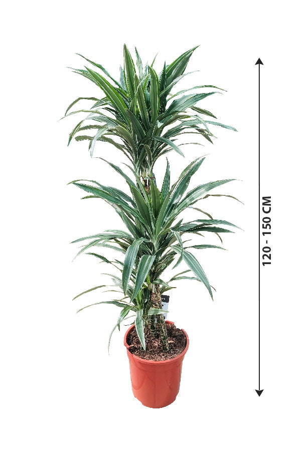 Dracaena Warneckii - Striped Dracaenas - Plantsworld.ae