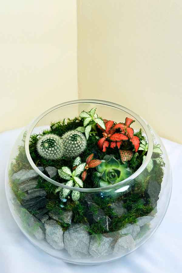 Dream Terrarium - Plantsworld.ae