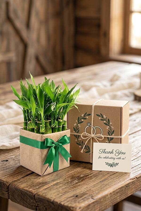 Green Bamboo Gift Plant
