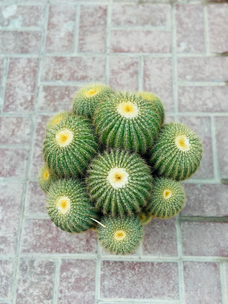 Echino Cactus Multi Head - Cactus Plant - Plantsworld.ae