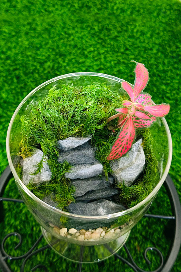Fittonia Green Beauty Terrarium - Plantsworld.ae