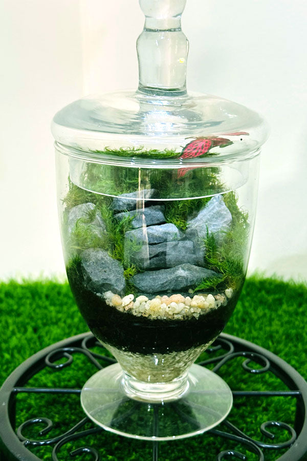 Fittonia Green Beauty Terrarium - Plantsworld.ae