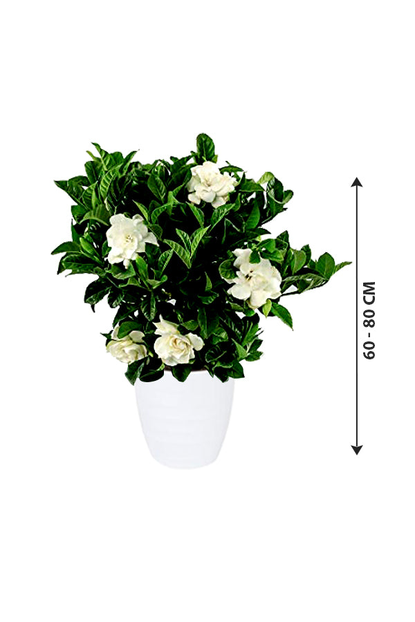 Gardenia - Cape Jasmine-Outdoor flowering plant - Plantsworld.ae