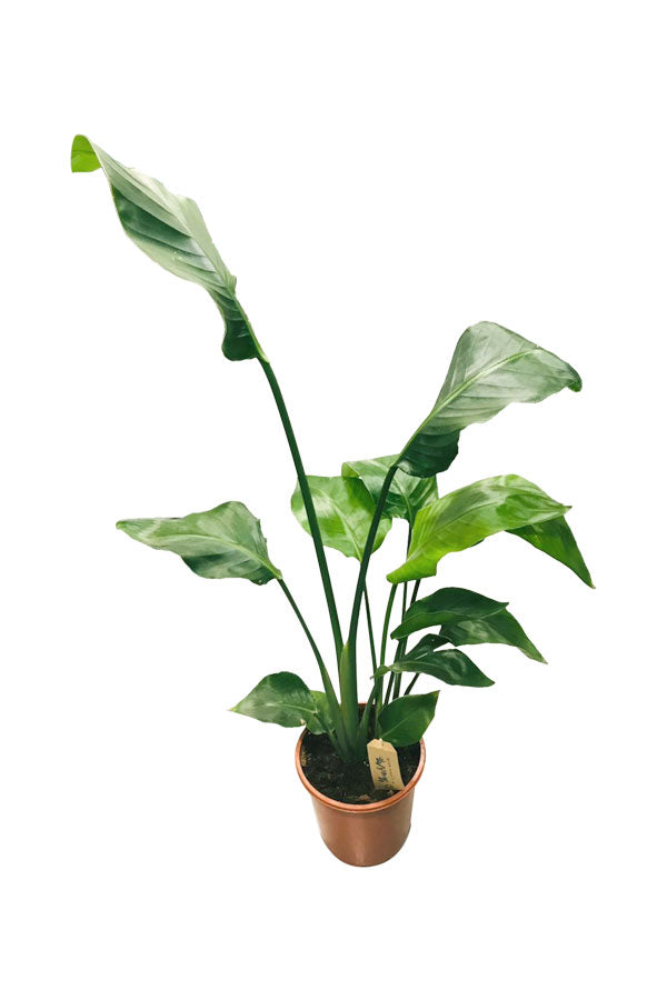 White Bird of Paradise - Strelitzia Nicolai - Plantsworld.ae