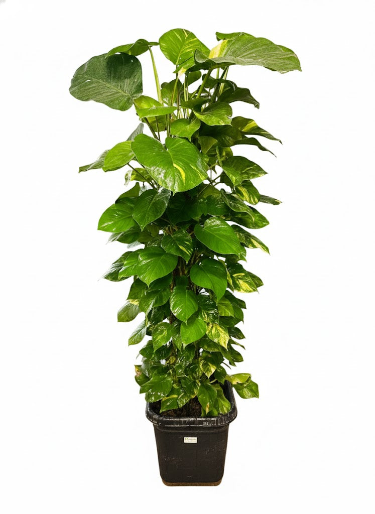 Giant golden pothos for home décor