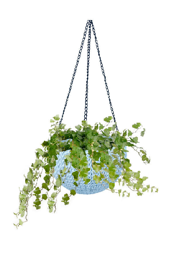 Hedera Helix - English Ivy - Plantsworld.ae