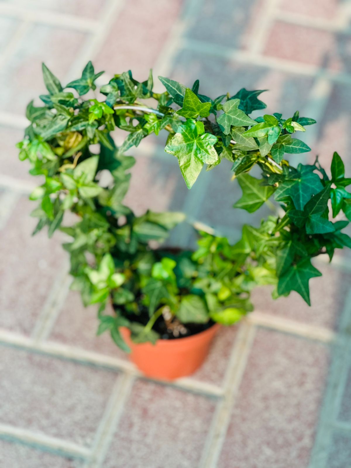 Hedera Helix - English Ivy - Round - Plantsworld.ae