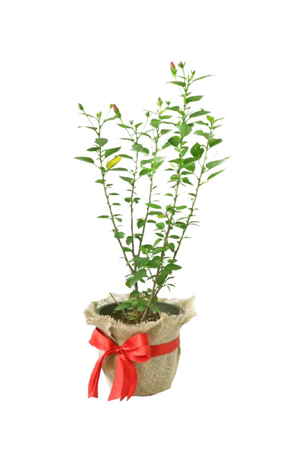 Red hibiscus gift plant pot