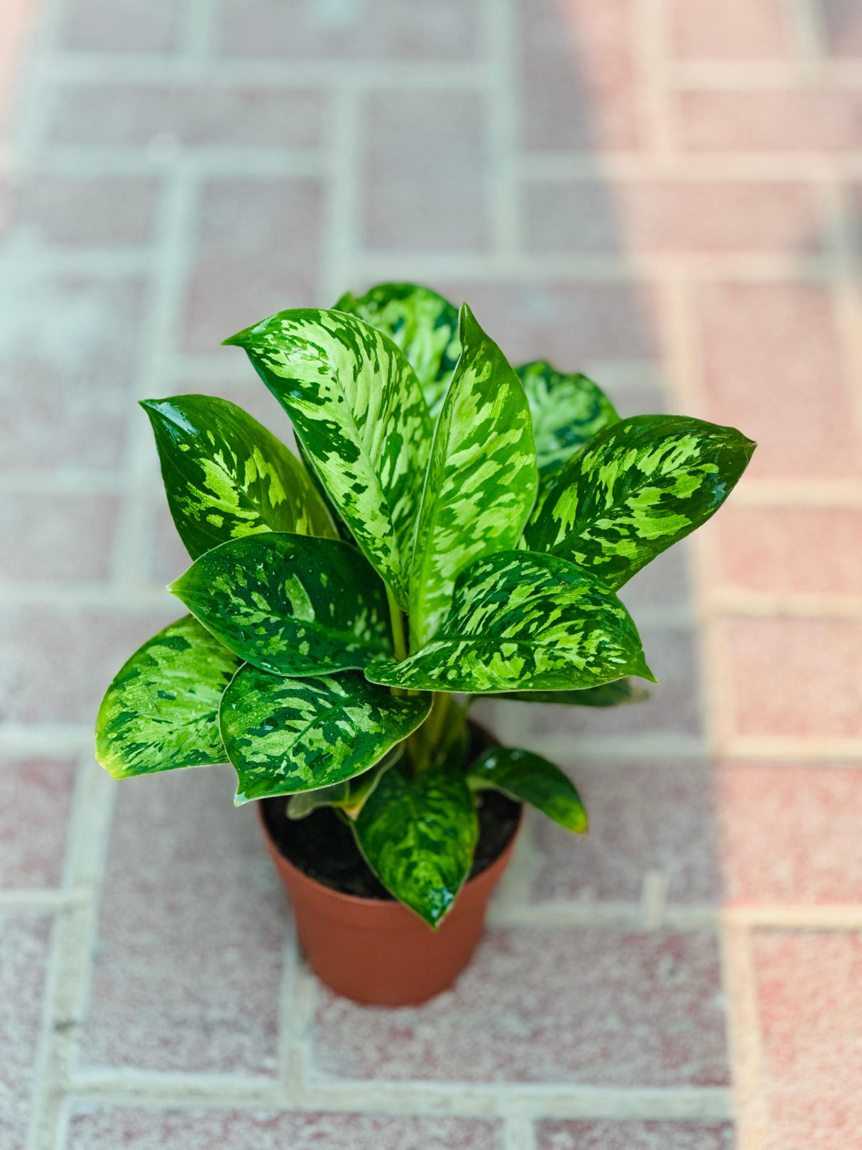 Homalomena 'Camouflage - Plantsworld.ae