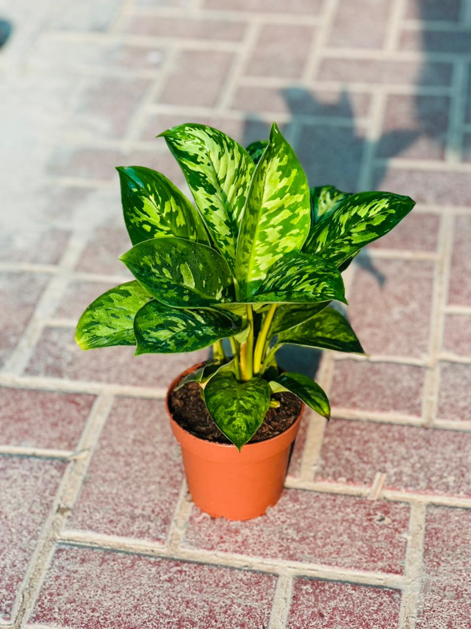 Homalomena 'Camouflage - Plantsworld.ae