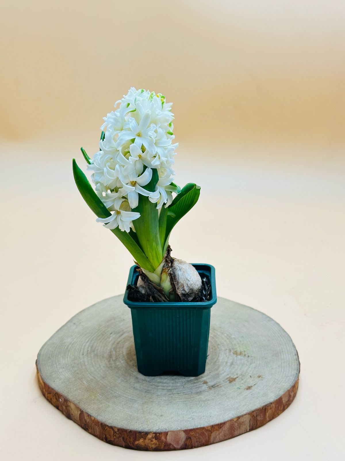 Hyacinth - Hyacinthus Bulb - Oxalis Tetraphylla - Plantsworld.ae