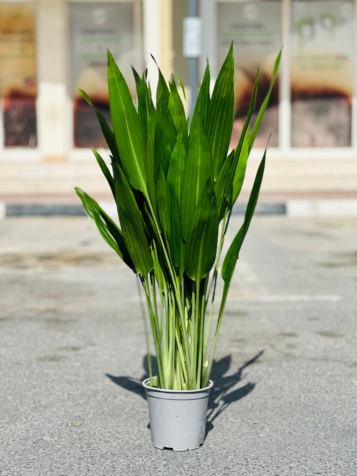 Lance Dracaena - Dracaena Aubryana - Plantsworld.ae