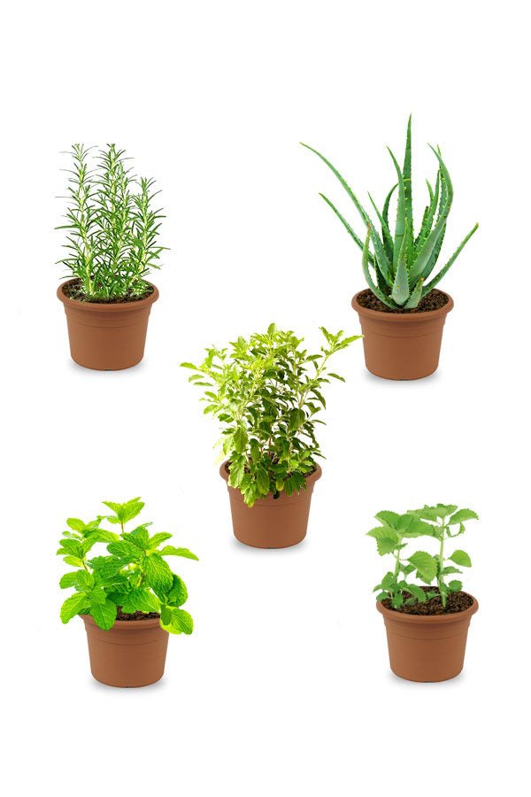 Medical Plant Combo - Set of 5 - Plantsworld.ae