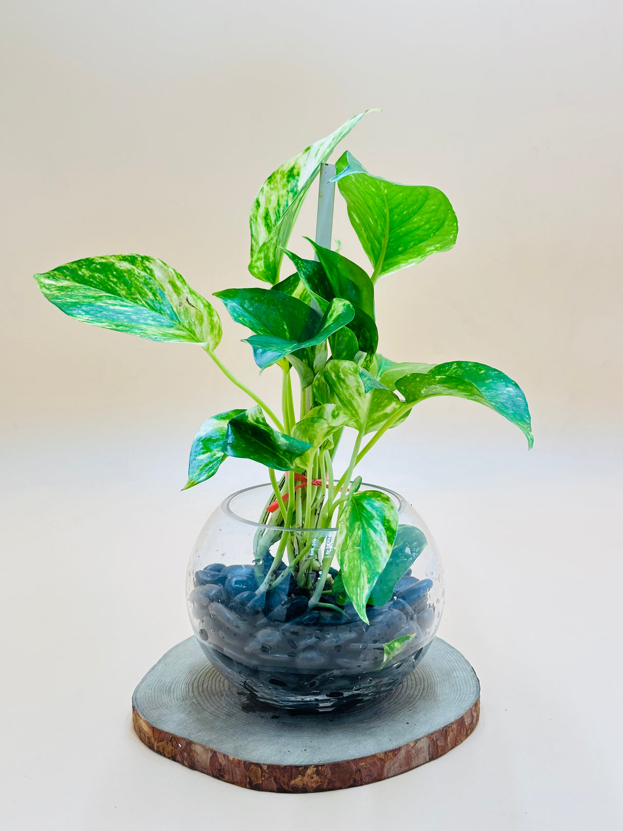 Money Plant - Epipremnum Aureum - Water Plant - Plantsworld.ae