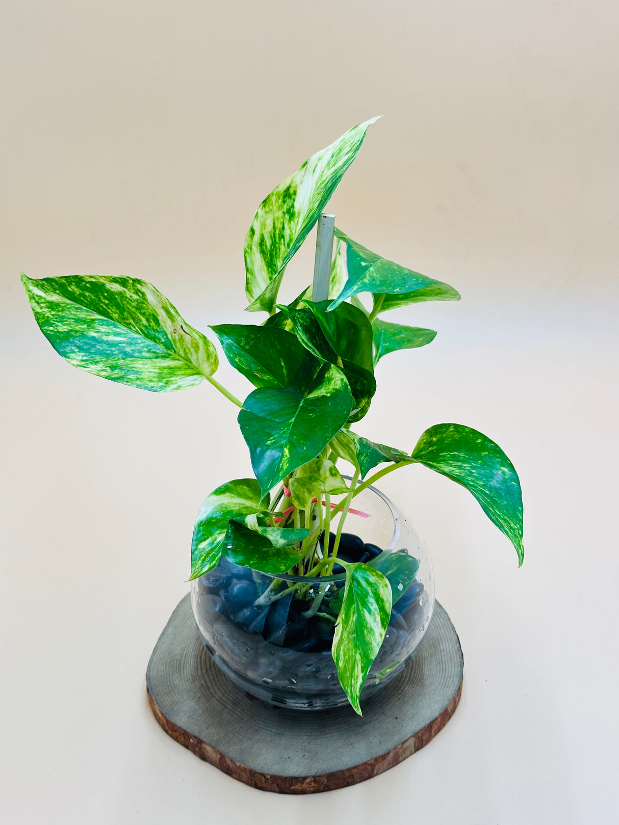 Money Plant - Epipremnum Aureum - Water Plant - Plantsworld.ae