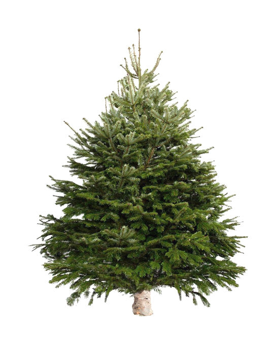 Nordmann fir holiday tree setup for home or office
