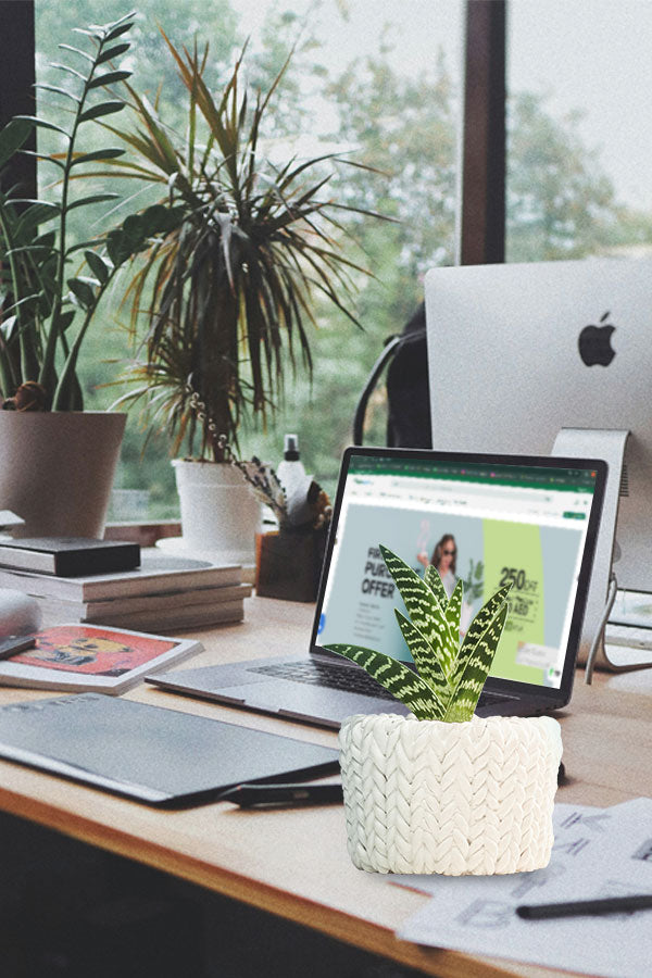 Online Office Plant Consultation – Expert advice for creating a green office space with plants