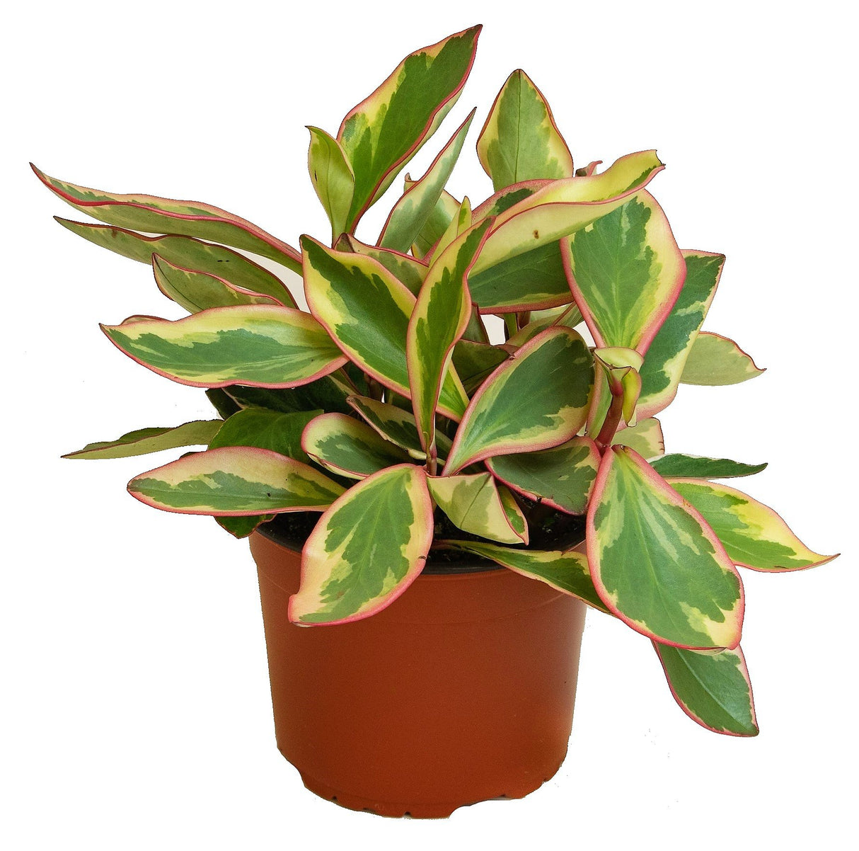 Ginny Peperomia - Peperomia Clusiifolia 'Ginny' - Plantsworld.ae