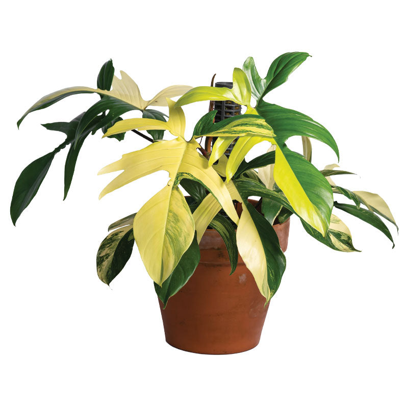 Florida Beauty Philodendron - Philodendron Pedatum 'Florida Beauty' - Plantsworld.ae