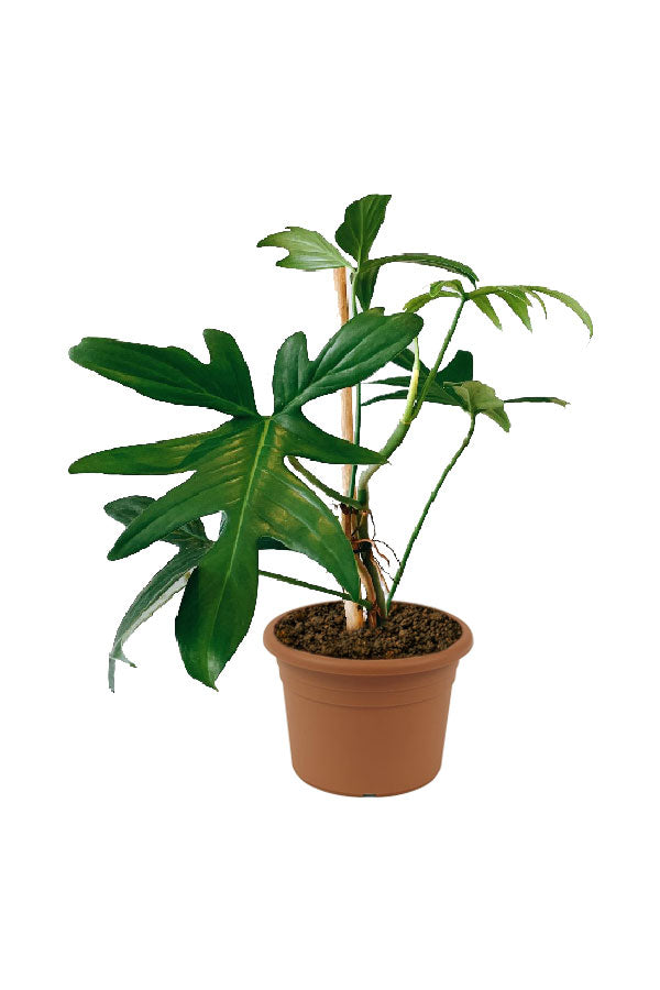 Purple Congo Philodendron - Philodendron 'Purple Congo' - Plantsworld.ae