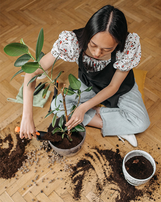 Repotting Service in Dubai – Professional Indoor Plant Repotting by PlantsWorld.ae