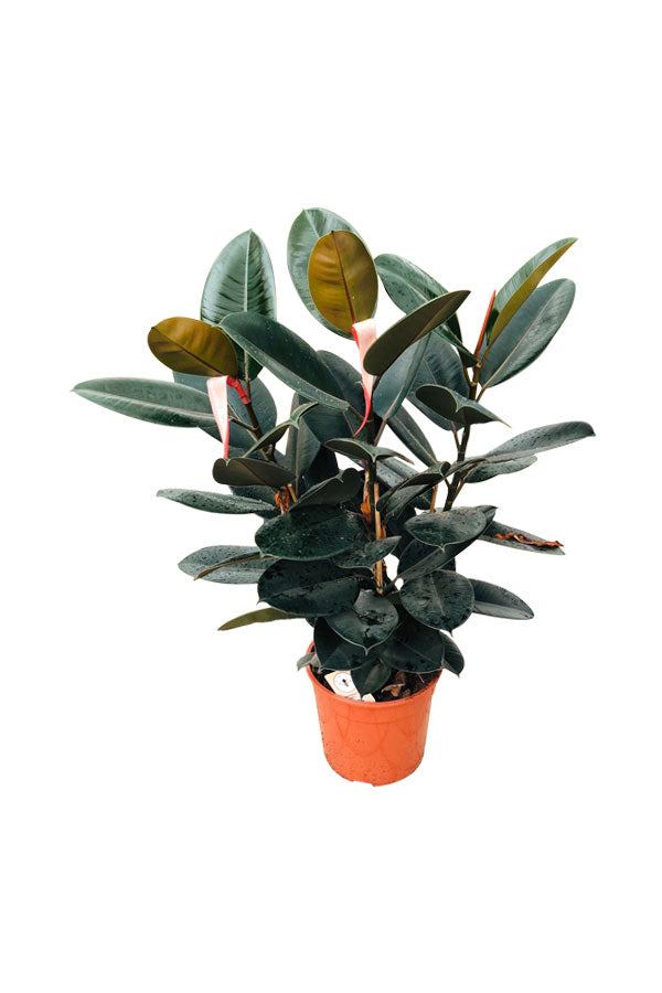 Rubber Plant - Ficus Elastica_Small Plant - Plantsworld.ae