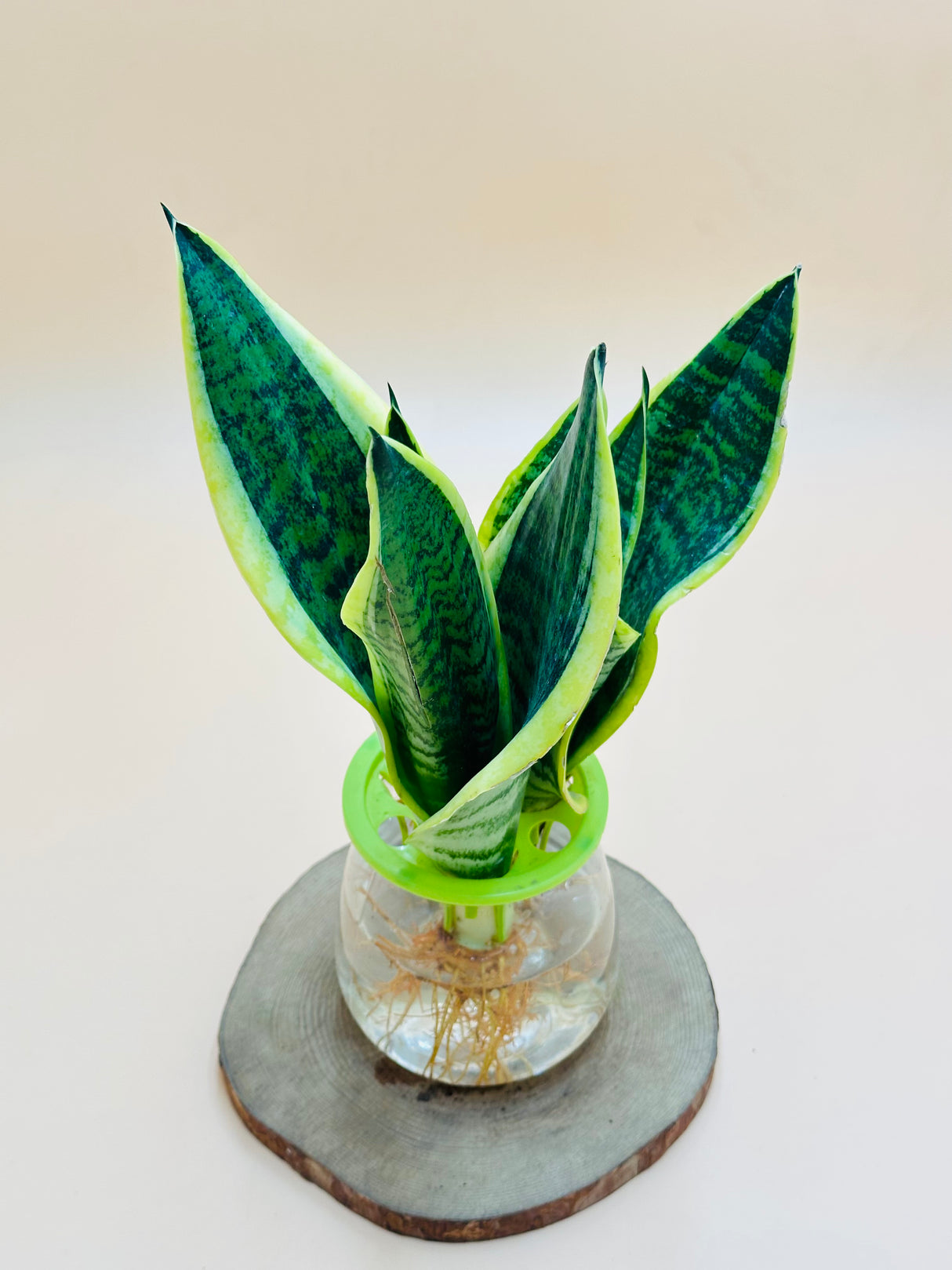 Snake Plant - Sansevieria Trifasciata - Plantsworld.ae