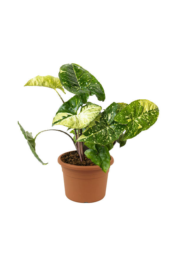 Galaxy Arrowhead - Syngonium Podophyllum 'Panda Galaxy' - Plantsworld.ae