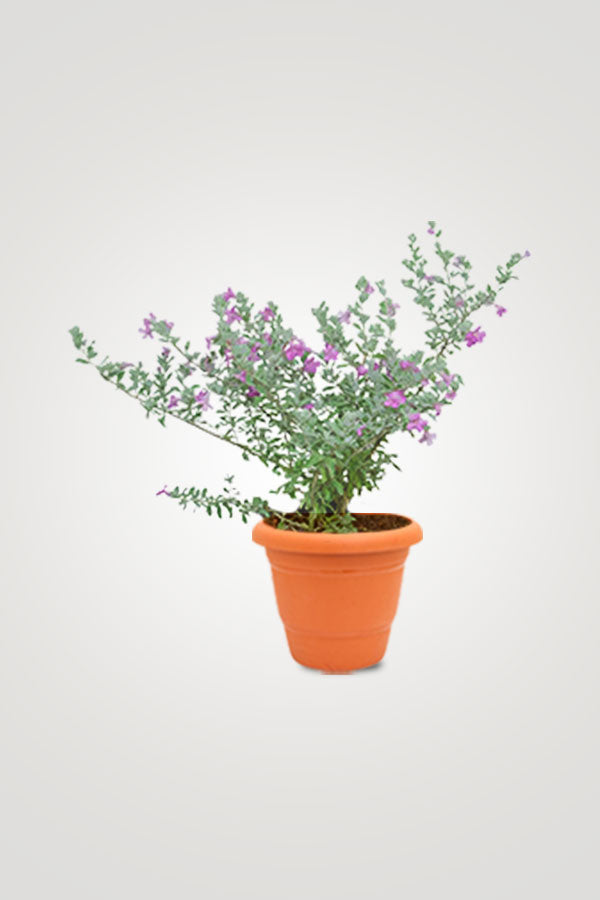 Flowering Plant Collection - Mixed Species - Plantsworld.ae