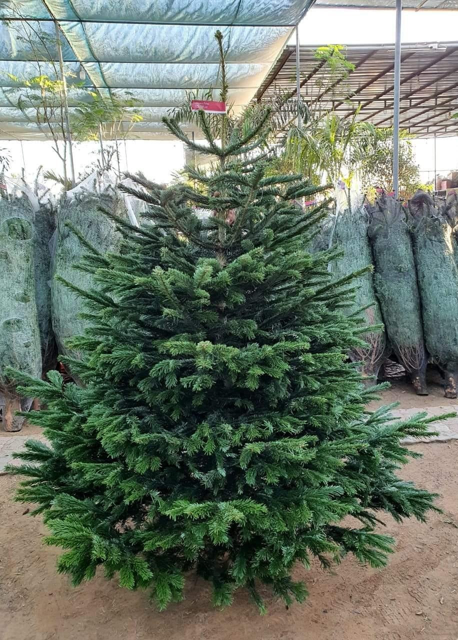 Nordmann Fir Rental – 9–10ft - Plantsworld.ae