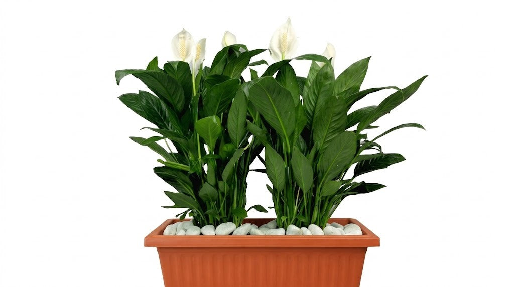 Peace Lily - Spathiphyllum Wallisii -In Rectangular Pot - Plantsworld.ae