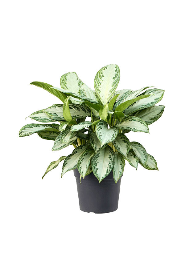 Silver Bay Aglaonema - Aglaonema 'Silver Bay' - Plantsworld.ae