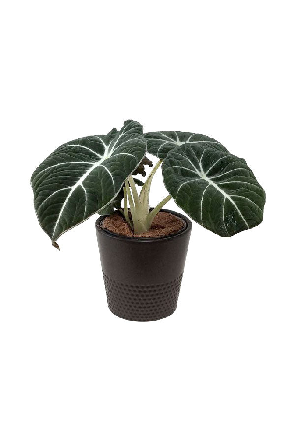 Alocasia Black Velvet – Rare Compact Indoor Plant - Plantsworld.ae