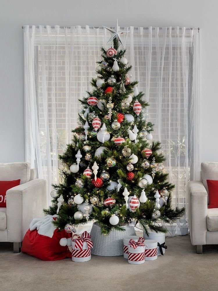 Nordmann Fir Rental – 7ft - Plantsworld.ae