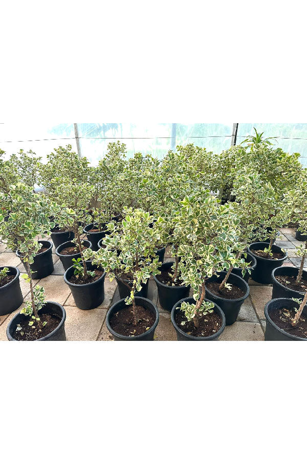 Ficus Triangularis Variegata_Air Purifying Indoor plant - Plantsworld.ae